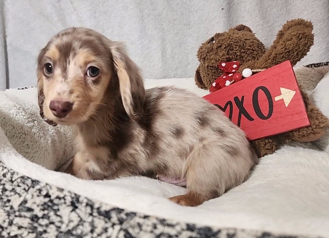 Dachshund Puppies from Katie Light
