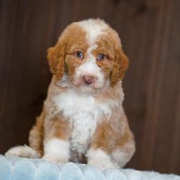 Patrick - Yellow and white male Bernedoodle puppy in Dundee, Ohio from Down Home Doodle