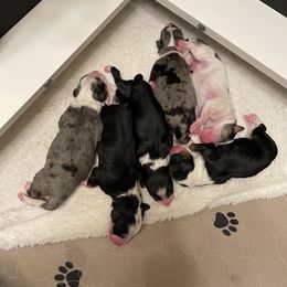 Australian Mountain Doodle and Bernedoodle Puppies from Boxwood Doodles