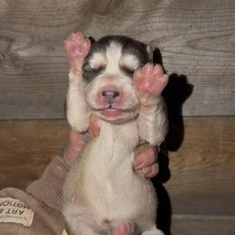Girl 2 - Sable and white female Siberian Husky puppy in Iron River, Wisconsin from Wiemeri Siberians