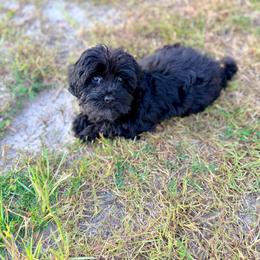 Liberty - Black female Australian Labradoodle puppy in Calhoun, Louisiana from Arrowhead Australian Labradoodles