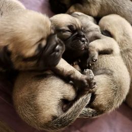 Pug Puppies from The Grumble Pack