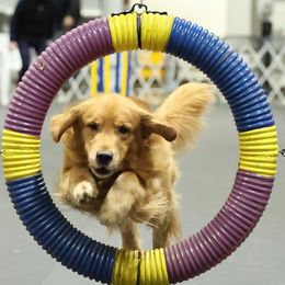 Golden Retrievers from Smold Stone Kennel