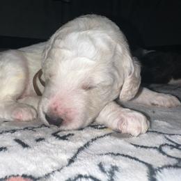 Poe - Cream male Poodle puppy in Prosperity, Pennsylvania from Stelladoodles & Company