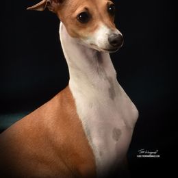 Alice - Italian Greyhound