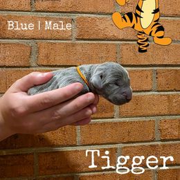 TIGGER - Blue male Weimaraner puppy in Ferrum, Virginia from LAAT Weims