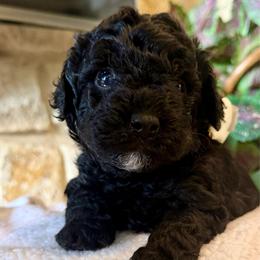 Flint- gray boy Price 1800. - Black and white male Aussiedoodle puppy in Midlothian, Texas from Gray Doodles