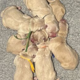 Girl 2 - female Golden Retriever puppy in Oklahoma City, Oklahoma from Shire Springs Kennels