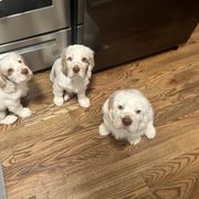 Clumber Spaniel Puppies from Wanderlust Clumber Spaniels