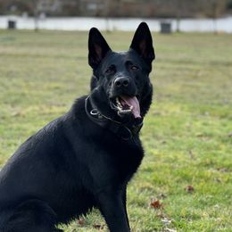 Lamber - German Shepherd