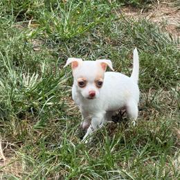 Pearl AKC - White female Chihuahua puppy in Seneca, Missouri from Stephanie’s Puppy Colony
