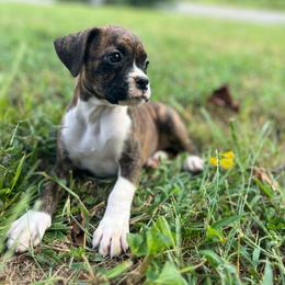 Girl 4 - Brindle female Boxer puppy in Prestonsburg, Kentucky from Diamond Standard Boxers
