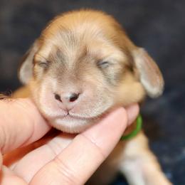 Zion (Green Band) - Cream male Dachshund puppy in Raleigh, North Carolina from McLovin Doxies