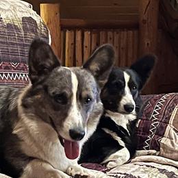 Cardigan Welsh Corgi puppies from Aspen Peak Corgis
