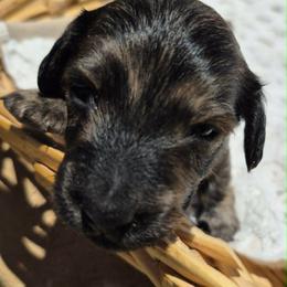 Husk AKC Cream Brindle longhaired mini dachshund - Brindle male Dachshund puppy in Las Cruces, New Mexico from The Dachshund Den