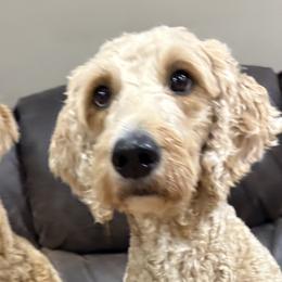 Goldendoodles from Bellegrove Goldendoodles