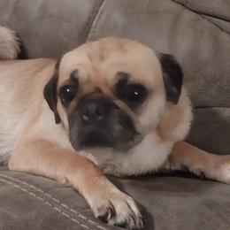 Pugs from Gadsden Pugs