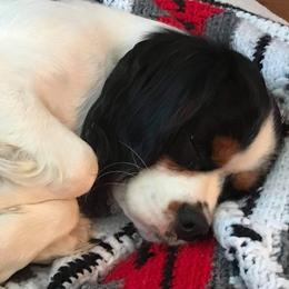 Cavalier King Charles Spaniels from Cimarron Frontier Doodles