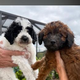 Goldendoodle Puppies from We R Mini Doodles