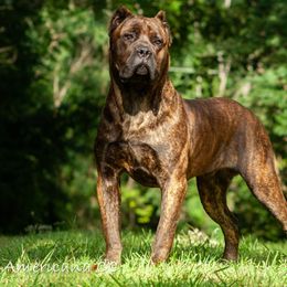 Ranger - Cane Corso