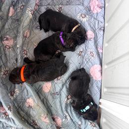 Cane Corso puppies from Cane Corso Friends