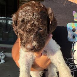 Chocolate Parti girl - Chocolate female Double Doodle puppy in Yoakum, Texas from The Scott’s Dood Ranch