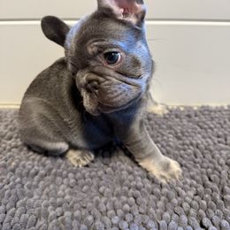 French Bulldog Puppies from Wyatt and co Frenchies