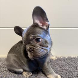 French Bulldog Puppies from Wyatt and co Frenchies