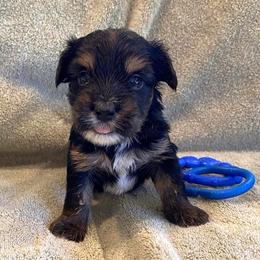 Dachshunds and Morkies from Amazing Morkies