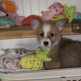 AKC Grey - Red male Pembroke Welsh Corgi puppy in Summerfield, Florida from Promise Land Farm