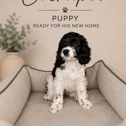 Shadow - Black and white male Cockapoo puppy in Miami, Florida from Peshos Cockapoos