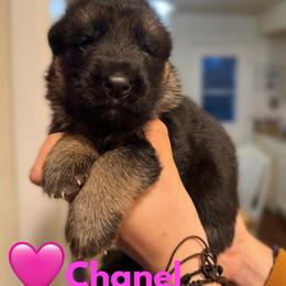 Chanel - Black and red female German Shepherd puppy in Harvard, Illinois from Aus Dem Meer German Shepherds