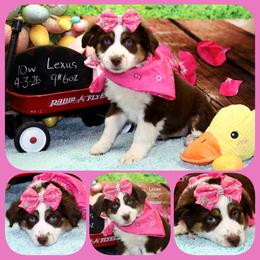 Lexus - Red tri female Toy Australian Shepherd puppy in Levelland, Texas from Once Upon a Time Aussies