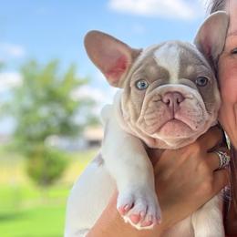 OAKLEY - Tricolors male French Bulldog puppy in Blue Ridge, Texas from Beason’s HomeGrown Frenchies