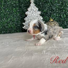 Boy 2 - Blue merle male Bernedoodle puppy in Modesto, California from Two Doods Doodles