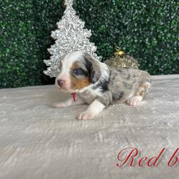 Boy 2 - Blue merle male Bernedoodle puppy in Modesto, California from Two Doods Doodles
