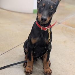 Eddy - Black and rust male Doberman Pinscher puppy in Redford, Michigan from Warsong Dobermann