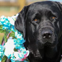 Labrador Retrievers from Blue Line Labradors