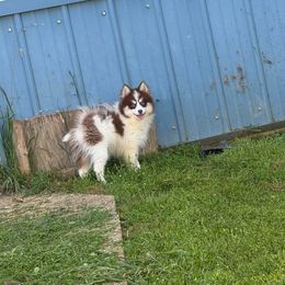 Jason - Chocolate male Pomsky puppy in Bucyrus, Missouri from Hill Top Pomskies