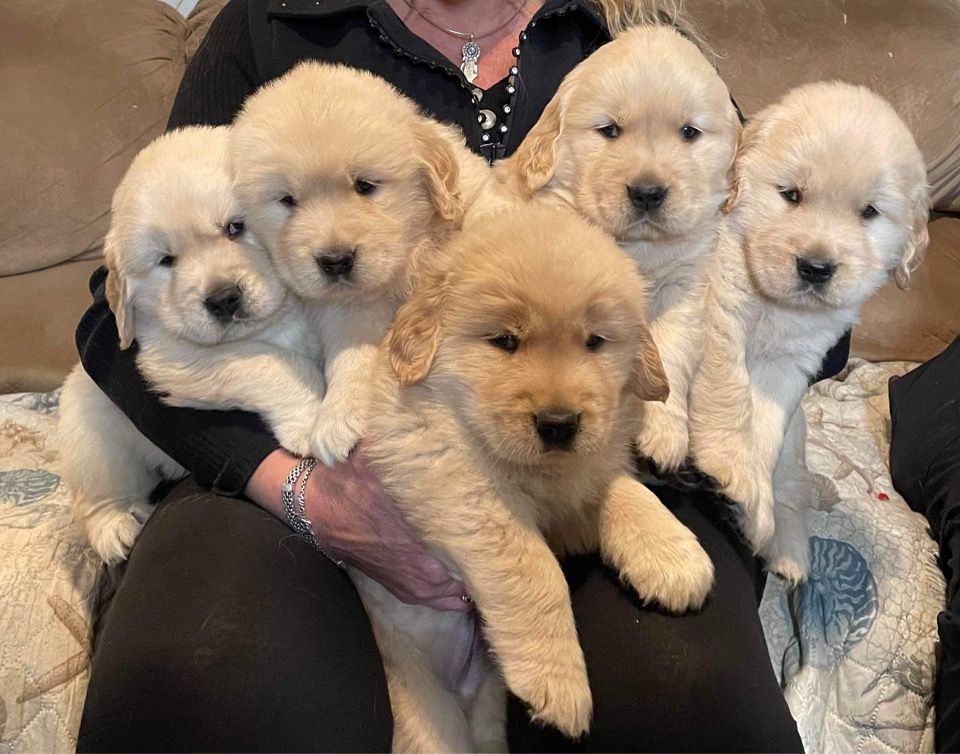 Riverstone Goldens in Pennsylvania Golden Retriever puppies