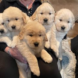 Golden Retriever Puppies from Riverstone Goldens