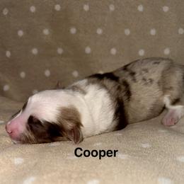 Cooper - Red merle male Miniature American Shepherd puppy in Florseville, Texas from Ashber Farm