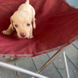 Sif - Dapple female Dachshund puppy in Conroe, Texas from Dots Dachshunds