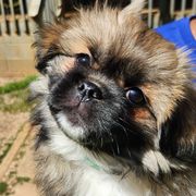 Wuzzle Green - Sable Tibetan Spaniel puppy in Atlanta, Georgia from Graymatter