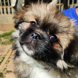 Wuzzle Green - Sable Tibetan Spaniel puppy in Atlanta, Georgia from Graymatter