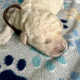 Bat-Man - Cream male Goldendoodle puppy in Pensacola, Florida from Goldendoodles Love You in Pensacola Friend Edition