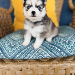 Charms - Black and white female Pomsky puppy in Yavapai County, Arizona from Pawsh Pomskies