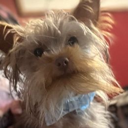 Yorkshire Terriers from Dainty Darlings