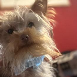 Yorkshire Terriers from Dainty Darlings