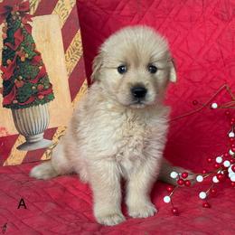 Honey Bee - Golden female Golden Retriever puppy in Lynn, Indiana from Four Seasons
